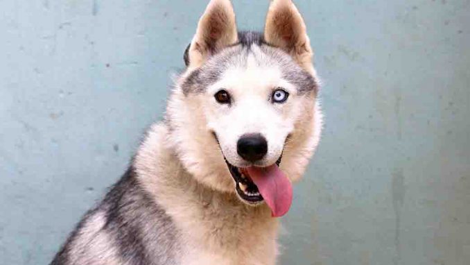 קאזה כלבה לאימוץ אגודת צער בעלי חיים בישראל