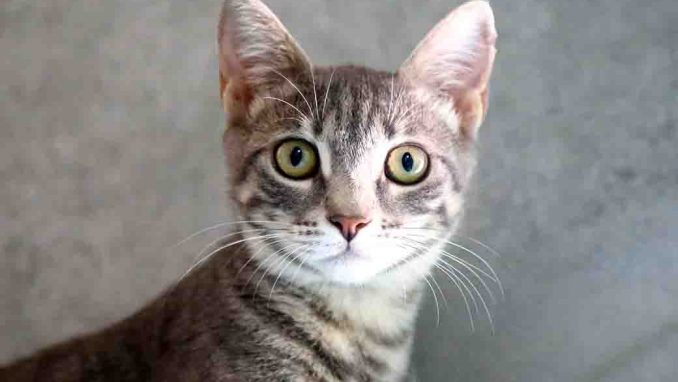 יוספה חתולה לאימוץ אגודת צער בעלי חיים בישראל