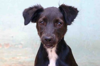 מיילי כלבה לאימוץ אגודת צער בעלי חיים בישראל