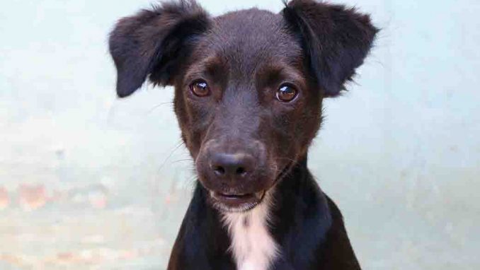 מיילי כלבה לאימוץ אגודת צער בעלי חיים בישראל