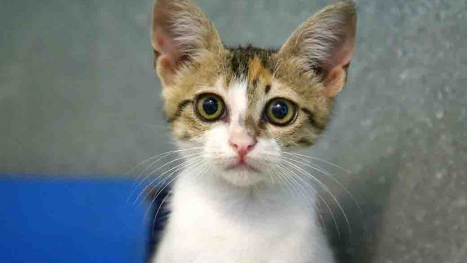 לייקה חתולה לאימוץ אגודת צער בעלי חיים בישראל