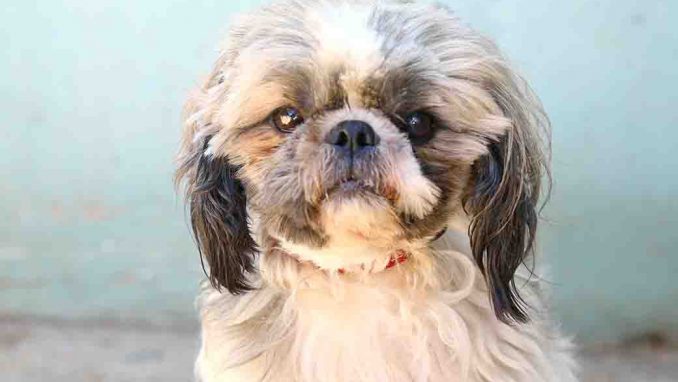 טופי כלב לאימוץ אגודת צער בעלי חיים בישראל