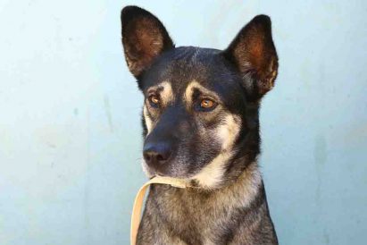 שוקו כלב לאימוץ אגודת צער בעלי חיים בישראל