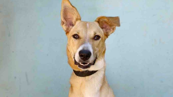 קייסי כלבה לאימוץ אגודת צער בעלי חיים בישראל