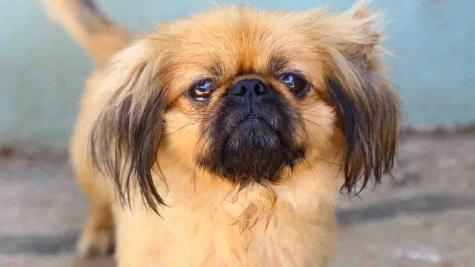 טוי כלב לאימוץ אגודת צער בעלי חיים בישראל