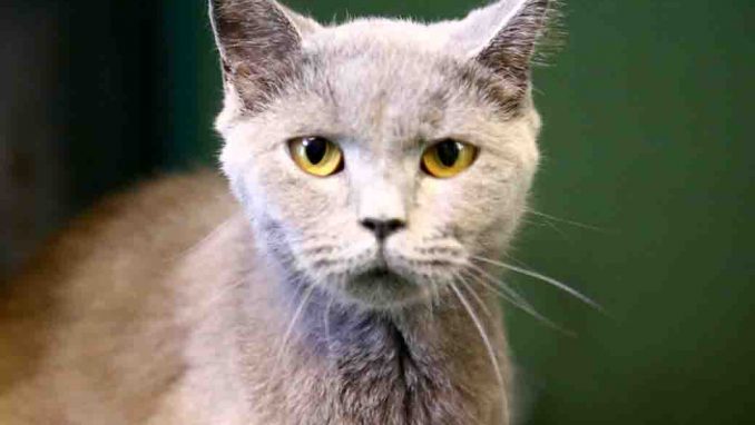 שירלי חתולה לאימוץ אגודת צער בעלי חיים בישראל