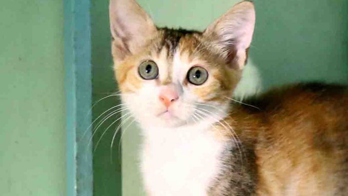 סיה חתולה לאימוץ אגודת צער בעלי חיים בישראל