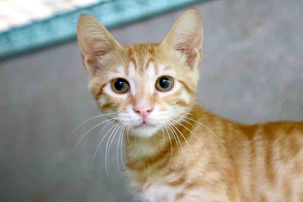 רמבו חתול לאימוץ אגודת צער בעלי חיים בישראל