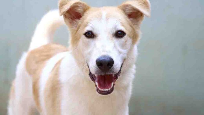 אמיגו כלב לאימוץ אגודת צער בעלי חיים בישראל