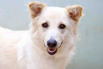 טומי כלב לאימוץ אגודת צער בעלי חיים בישראל