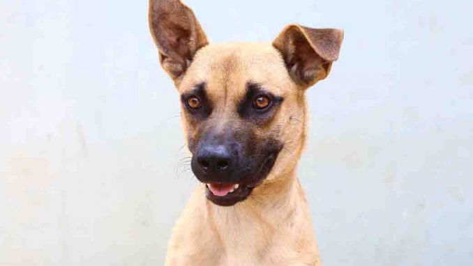 קוקו כלב לאימוץ אגודת צער בעלי חיים בישראל