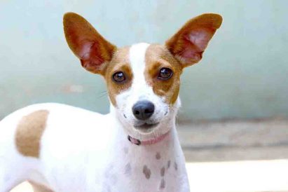 אינפי כלבה לאימוץ אגודת צער בעלי חיים בישראל