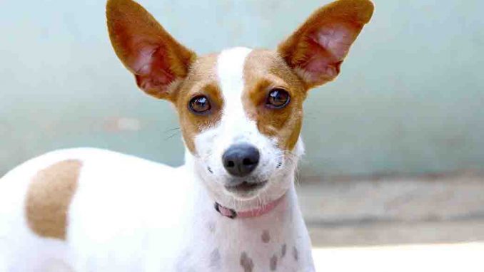 אינפי כלבה לאימוץ אגודת צער בעלי חיים בישראל