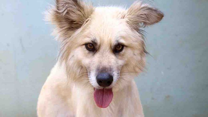 דילן כלב לאימוץ אגודת צער בעלי חיים בישראל