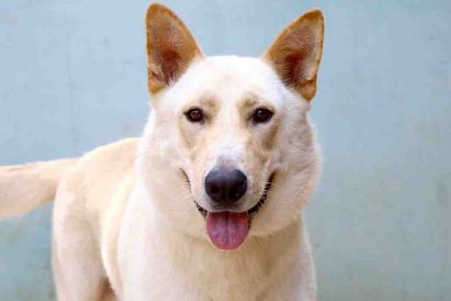 בלנקו כלב לאימוץ אגודת צער בעלי חיים בישראל