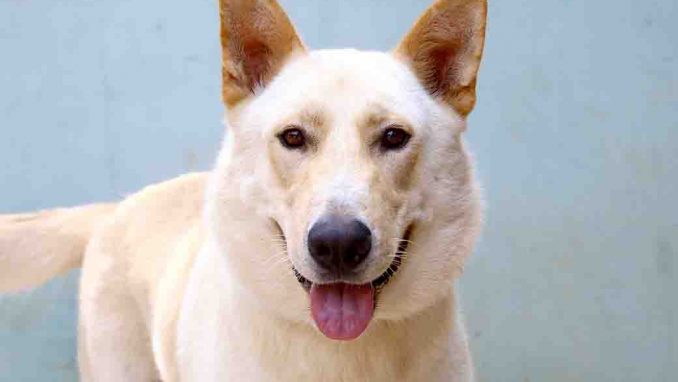 בלנקו כלב לאימוץ אגודת צער בעלי חיים בישראל