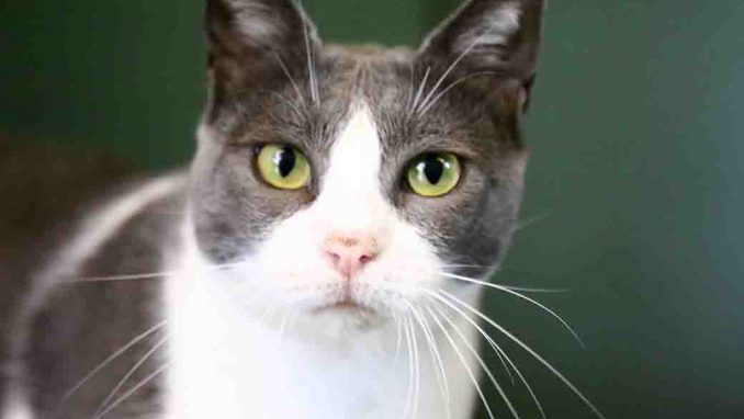 ג'רי חתולה לאימוץ אגודת צער בעלי חיים בישראל