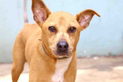 בונו כלב לאימוץ אגודת צער בעלי חיים בישראל