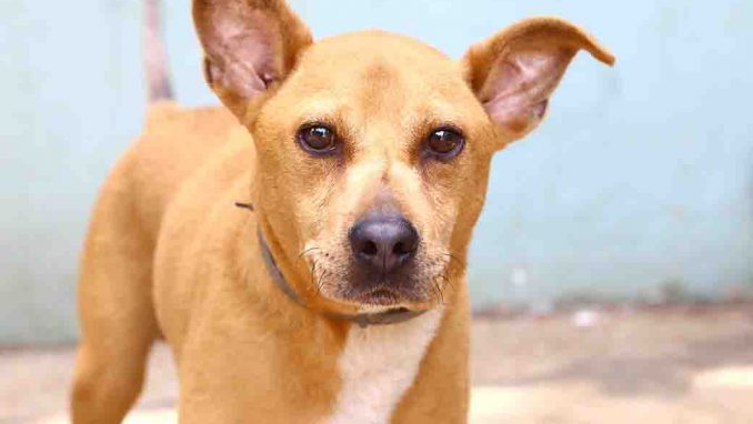 בונו כלב לאימוץ אגודת צער בעלי חיים בישראל