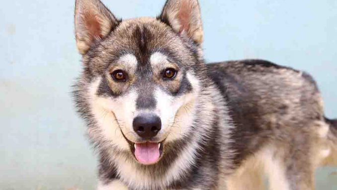 רקס כלב לאימוץ אגודת צער בעלי חיים בישראל