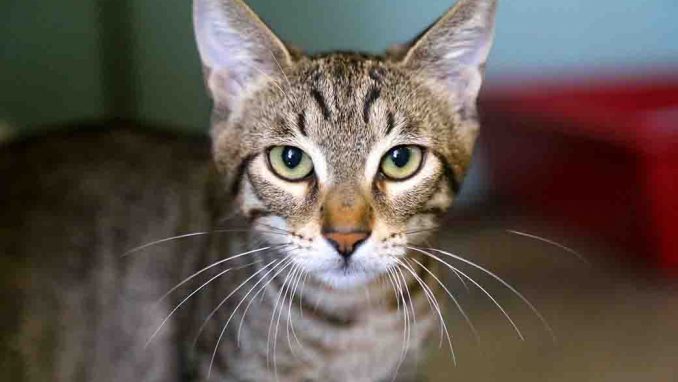 סוקי חתולה לאימוץ אגודת צער בעלי חיים בישראל