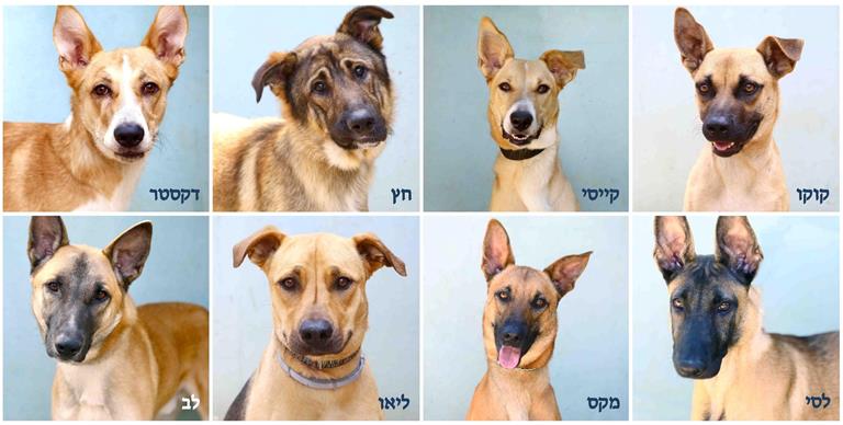 כלבי רועים לאימוץ - אגודת צער בעלי חיים בישראל