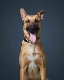 מקס - כלב לאימוץ - אגודת צער בעלי חיים בישראל