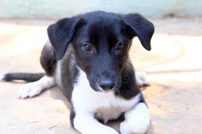 בילי כלבה לאימוץ אגודת צער בעלי חיים בישראל