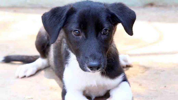 בילי כלבה לאימוץ אגודת צער בעלי חיים בישראל