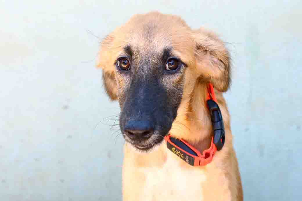 לוטוס כלב לאימוץ אגודת צער בעלי חיים בישראל