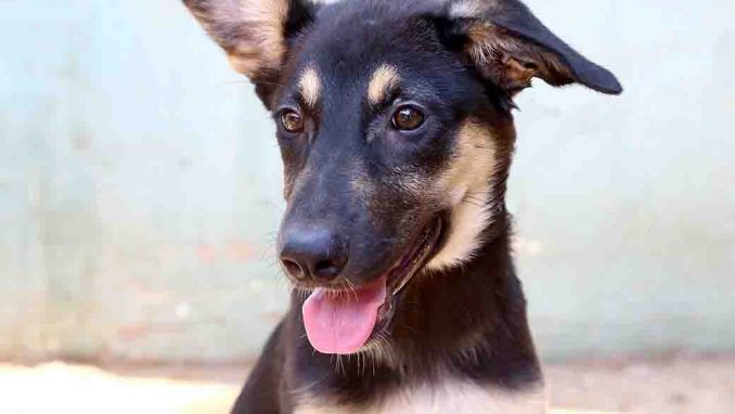 תקווה כלבה לאימוץ אגודת צער בעלי חיים בישראל