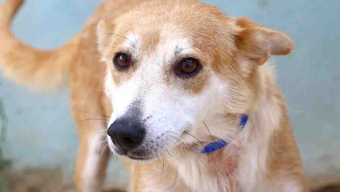 לושה כלבה לאימוץ אגודת צער בעלי חיים בישראל