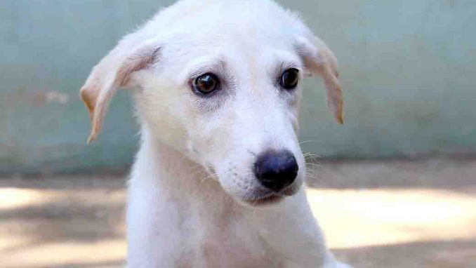 לימה כלבה לאימוץ אגודת צער בעלי חיים בישראל