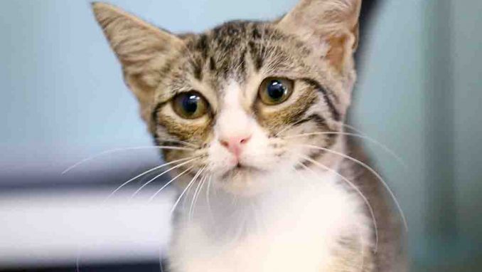 ונסה חתולה לאימוץ אגודת צער בעלי חיים בישראל