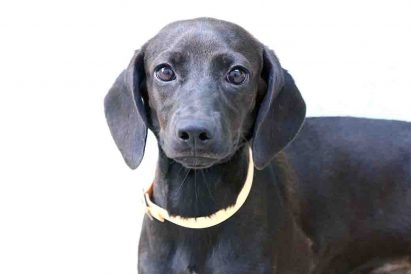 מילנה כלבה לאימוץ אגודת צער בעלי חיים בישראל