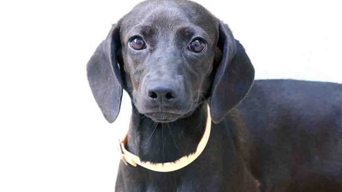 מילנה כלבה לאימוץ אגודת צער בעלי חיים בישראל