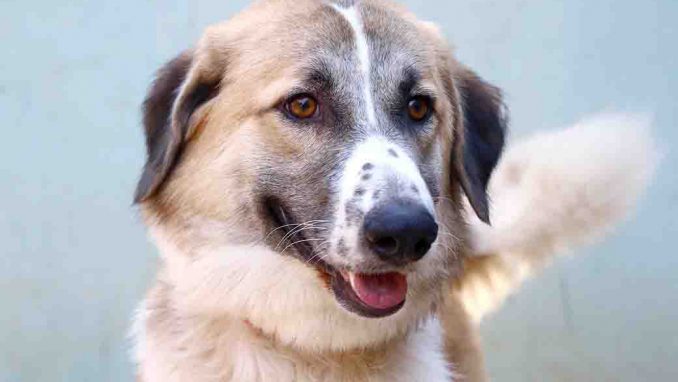 פאי כלב לאימוץ אגודת צער בעלי חיים בישראל