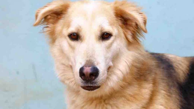 ליי כלבה לאימוץ אגודת צער בעלי חיים בישראל