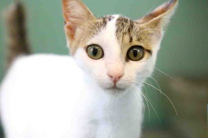 אין שם חתולה לאימוץ אגודת צער בעלי חיים בישראל