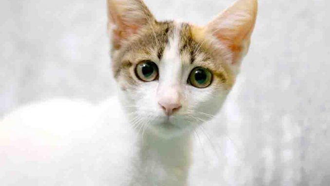 בלה חתולה לאימוץ אגודת צער בעלי חיים בישראל