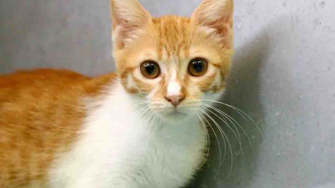 מסניה חתולה לאימוץ אגודת צער בעלי חיים בישראל