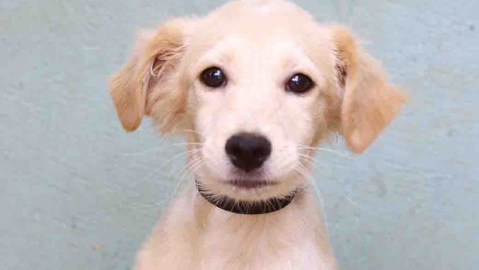 פיני כלב לאימוץ אגודת צער בעלי חיים בישראל