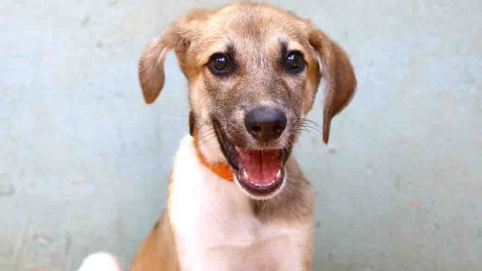 טולוז כלב לאימוץ אגודת צער בעלי חיים בישראל