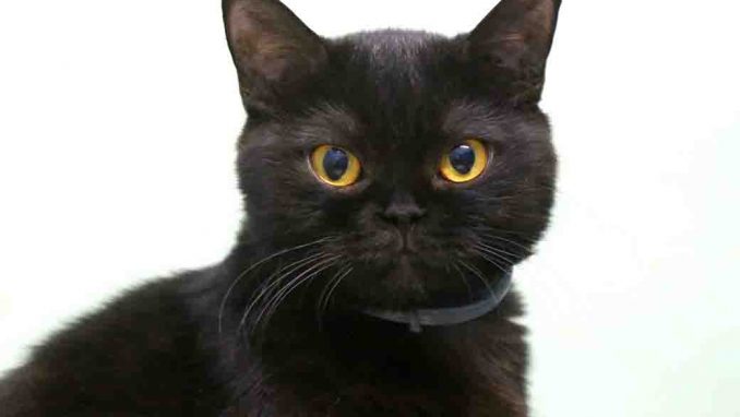 מרוסיה חתולה לאימוץ אגודת צער בעלי חיים בישראל