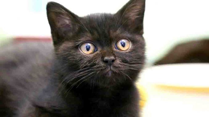 נינו חתול לאימוץ אגודת צער בעלי חיים בישראל