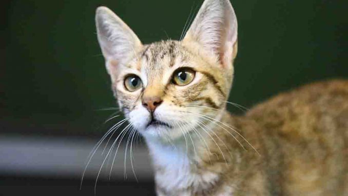 חומד חתולה לאימוץ אגודת צער בעלי חיים בישראל