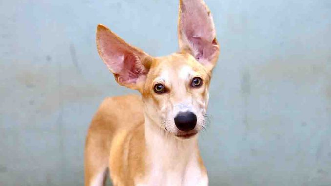 דמבו כלב לאימוץ אגודת צער בעלי חיים בישראל