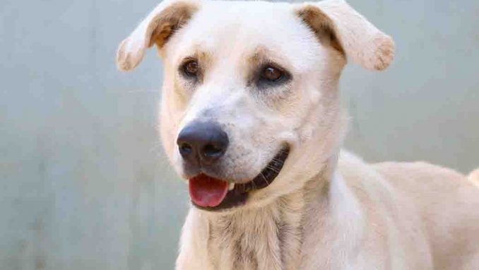 בן כלב לאימוץ אגודת צער בעלי חיים בישראל