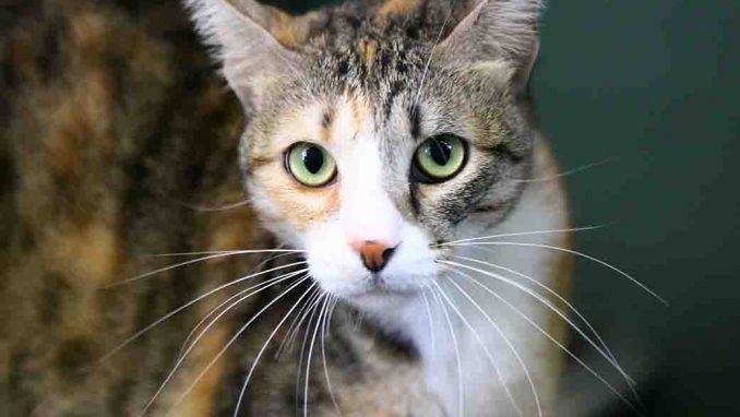 מרתה חתולה לאימוץ אגודת צער בעלי חיים בישראל