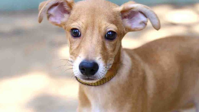 פינוקיו כלב לאימוץ אגודת צער בעלי חיים בישראל